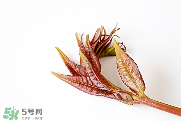 香椿葉怎么吃？香椿葉的吃法