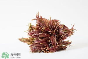 香椿樹什么時候發(fā)芽？香椿樹什么時候種植