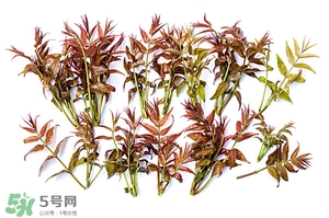 香椿樹什么時候發(fā)芽？香椿樹什么時候種植