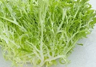苦菊和什么相克？苦菊不能和什么同吃