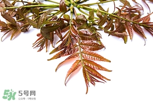 香椿樹什么時候發(fā)芽？香椿樹什么時候種植