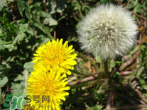 婆婆丁花能吃嗎？婆婆丁花可以吃嗎？