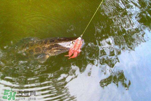 四月份能路亞黑魚(yú)嗎？路亞黑魚(yú)什么時(shí)間最好？