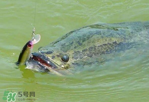 四月份能路亞黑魚(yú)嗎？路亞黑魚(yú)什么時(shí)間最好？