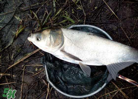 4月份能釣鰱魚嗎？四月份能釣鰱魚嗎？
