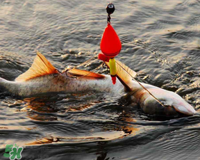 4月份能釣鰱魚嗎？四月份能釣鰱魚嗎？