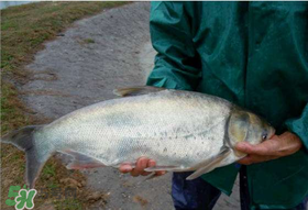 4月份能釣鰱魚嗎？四月份能釣鰱魚嗎？