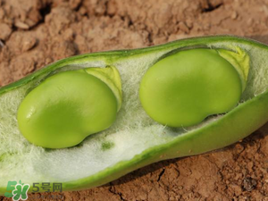 蠶豆什么時候成熟？蠶豆什么時候上市？