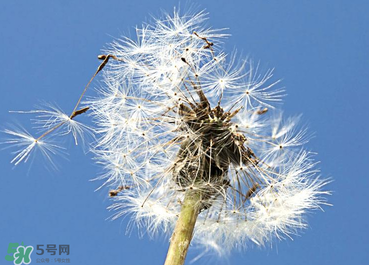婆婆丁能治糖尿病嗎？婆婆丁可以治糖尿病嗎？