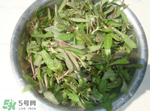 曲曲菜孕婦能吃嗎？孕婦可以吃曲曲菜嗎？