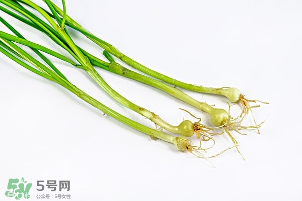 小根蒜的根能吃嗎？小根蒜的須子可以吃嗎