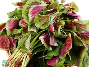 莧菜怎么摘？莧菜怎么處理