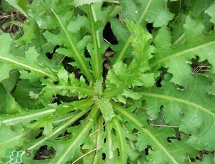 苦苦菜和蒲公英的區(qū)別 苦苦菜和蒲公英有什么區(qū)別？
