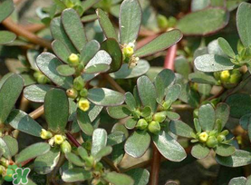 馬齒莧能治蕁麻疹嗎？馬齒莧可以治蕁麻疹嗎？
