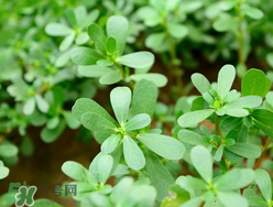 馬齒莧能治蕁麻疹嗎？馬齒莧可以治蕁麻疹嗎？