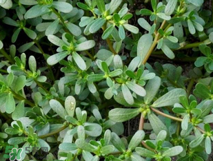 馬齒莧能治前列腺炎嗎？馬齒莧可以治前列腺炎嗎？