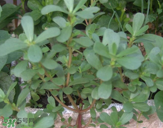 馬齒莧能治前列腺炎嗎？馬齒莧可以治前列腺炎嗎？