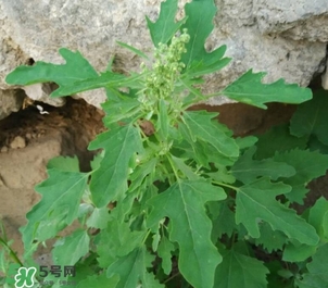灰灰菜是什么樣子？灰灰菜圖片