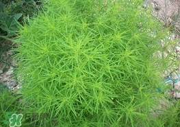 掃帚菜怎么吃？掃帚菜做法