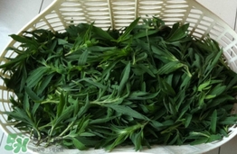 掃帚菜有什么功效？掃帚菜的功效與作用
