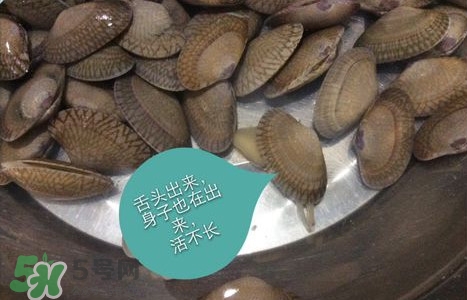 芒果螺怎么清洗？芒果螺怎么吃