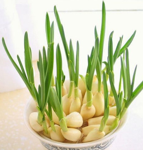 怎么種蒜苗？在家怎么種蒜苗