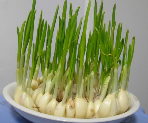 蒜苗是發(fā)物嗎？蒜苗是不是發(fā)物