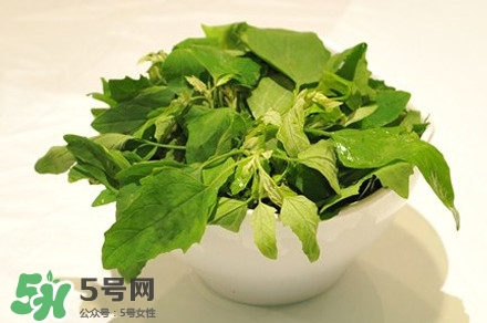 灰灰菜是什么樣子？灰灰菜圖片
