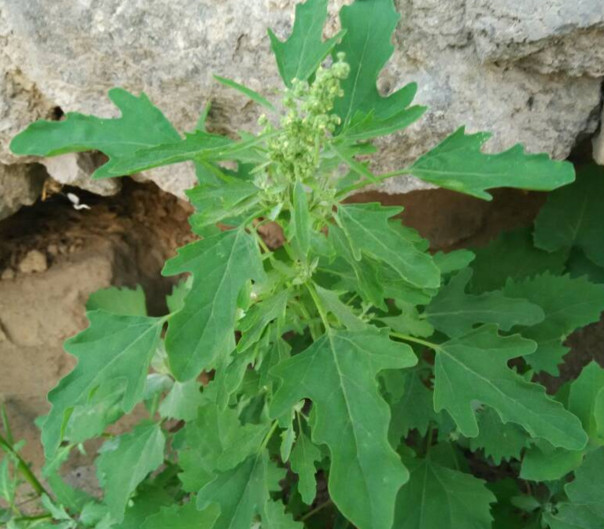 灰菜能生吃嗎？灰菜怎么做好吃