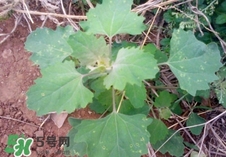 灰灰菜是什么樣子？灰灰菜圖片