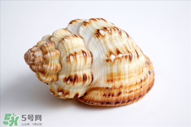 海螺的尾部能吃嗎？海螺的尾巴可以吃嗎
