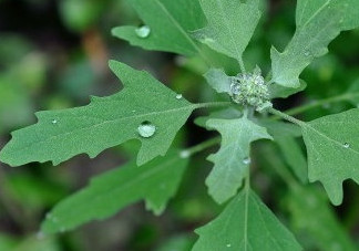 灰菜能生吃嗎？灰菜怎么做好吃