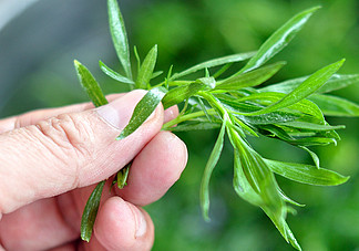 掃帚菜孕婦能吃嗎？孕婦可以吃掃帚菜嗎
