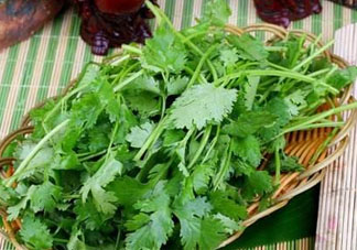 四月份可以種香菜嗎？四月份還能種香萊嗎？