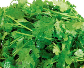 四月份可以種香菜嗎？四月份還能種香萊嗎？
