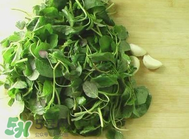 野莧菜能吃嗎？野莧菜圖片