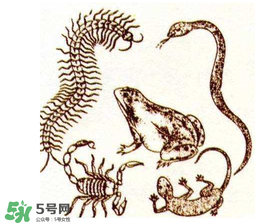 五毒日是哪幾天？2017年五毒日是哪幾天？