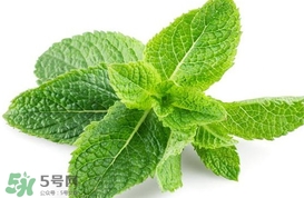 薄荷葉在哪兒買？新鮮的薄荷葉哪里買