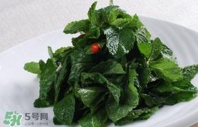 薄荷葉在哪兒買？新鮮的薄荷葉哪里買