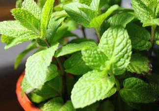 薄荷能放臥室嗎？薄荷能不能放臥室