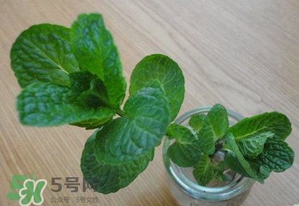 薄荷怎么養(yǎng)？薄荷怎么養(yǎng)才能爆盆