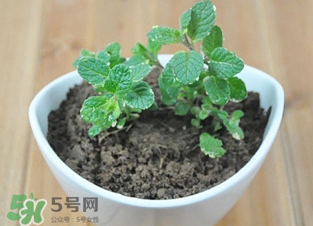 薄荷能放臥室嗎？薄荷能不能放臥室
