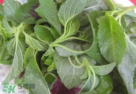 野莧菜能吃嗎？野莧菜圖片