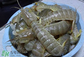 皮皮蝦死的怎么清洗？死的皮皮蝦怎么清洗？