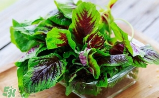汗菜怎么摘？汗菜怎么擇