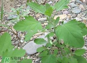 胃酸過多吃灰灰菜有好處嗎？胃酸過多能吃灰灰菜嗎