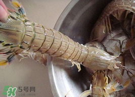 皮皮蝦可以放冰箱嗎？皮皮蝦能放冰箱保存嗎？
