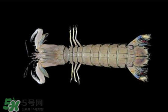 皮皮蝦有黃嗎？皮皮蝦什么時(shí)候有黃？