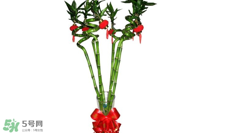 富貴竹可以和百合一起養(yǎng)嗎？富貴竹可以和什么花養(yǎng)？