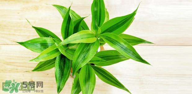 富貴竹可以和百合一起養(yǎng)嗎？富貴竹可以和什么花養(yǎng)？